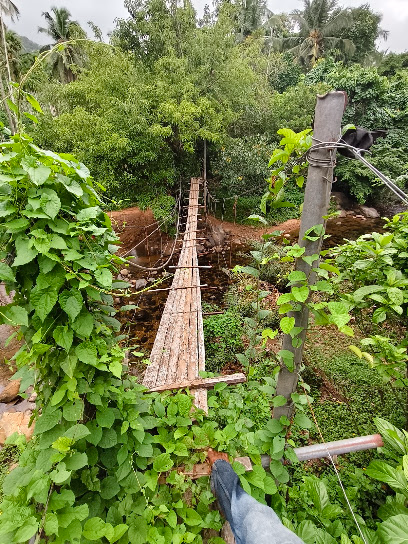 Tree Hanging bridge view
